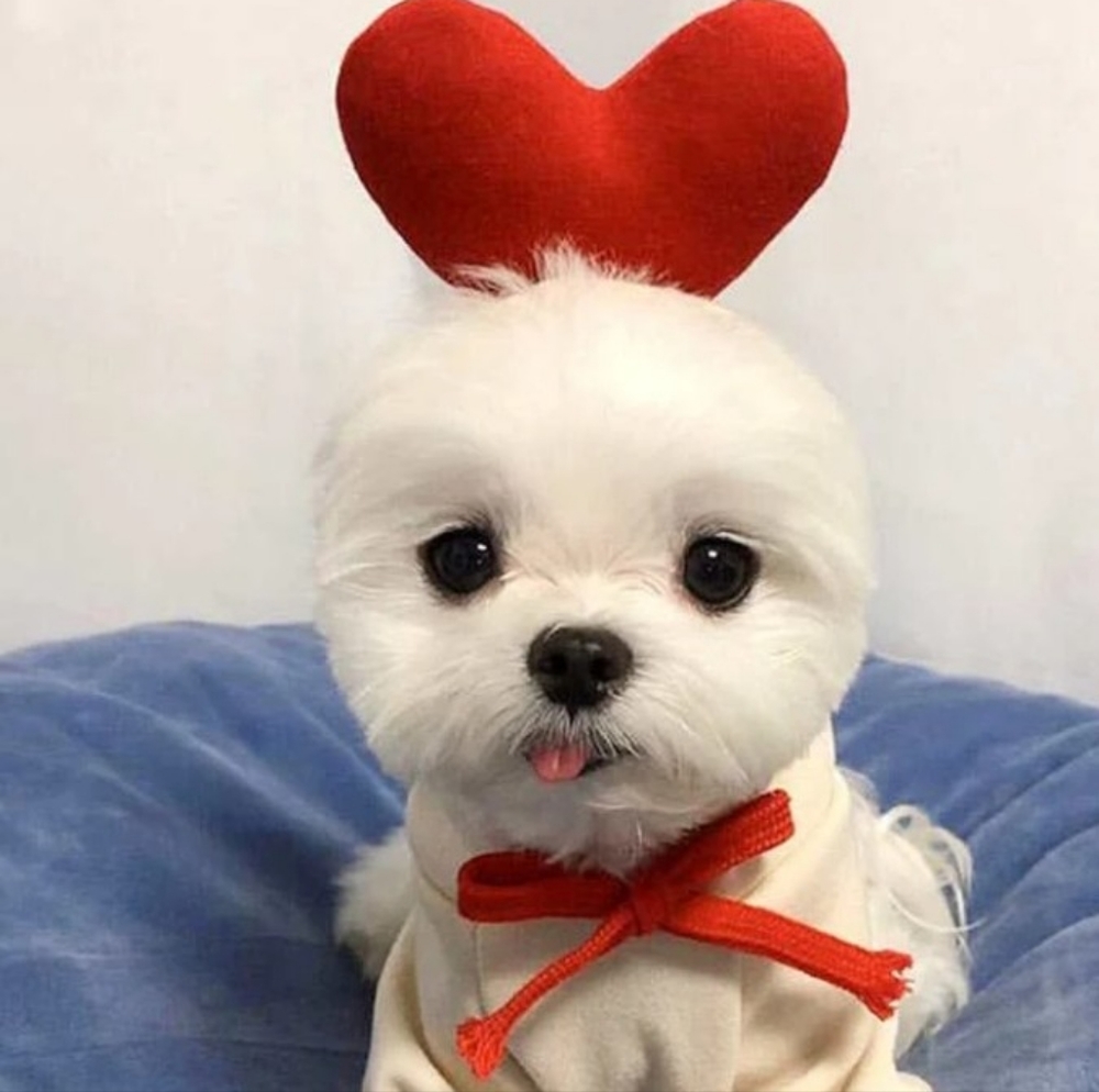 Dog custom